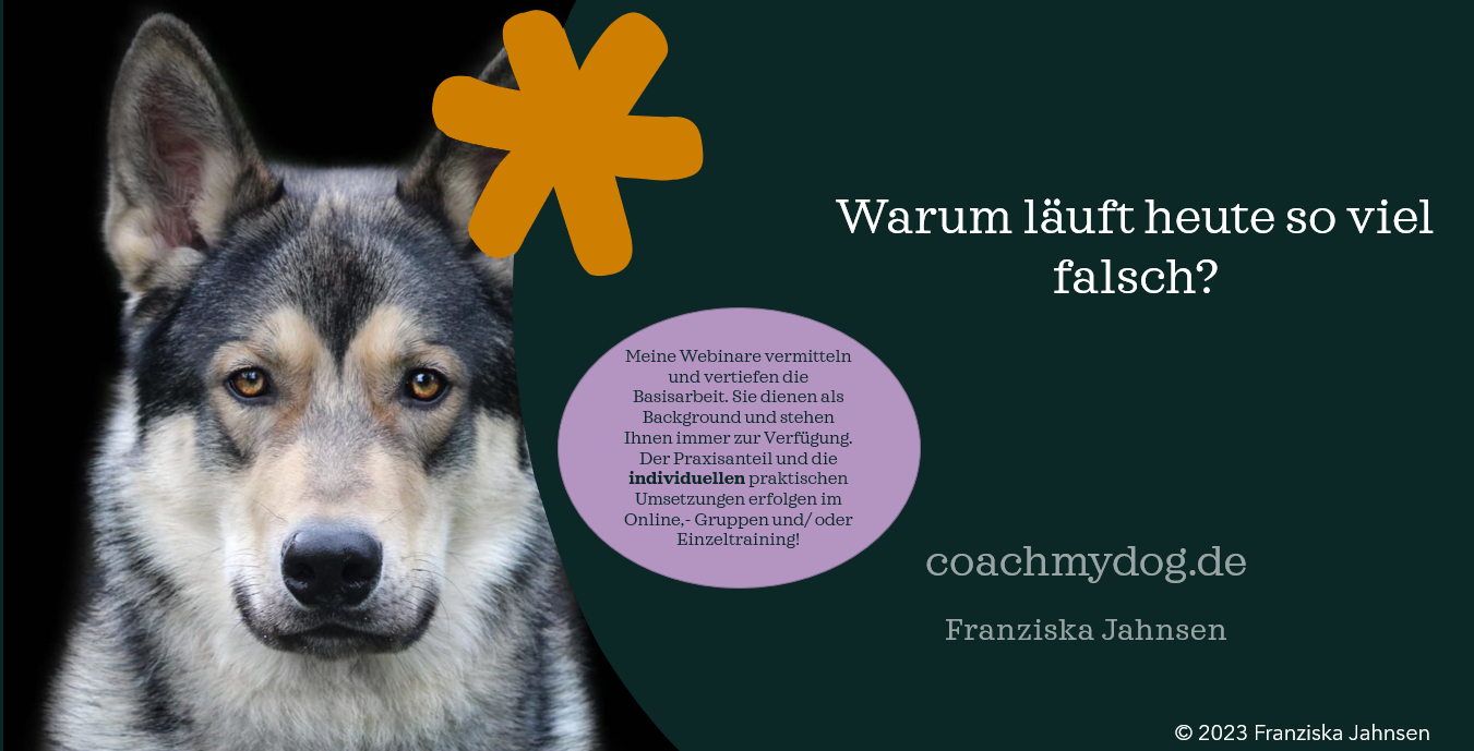 Webinare von coachmydog.de