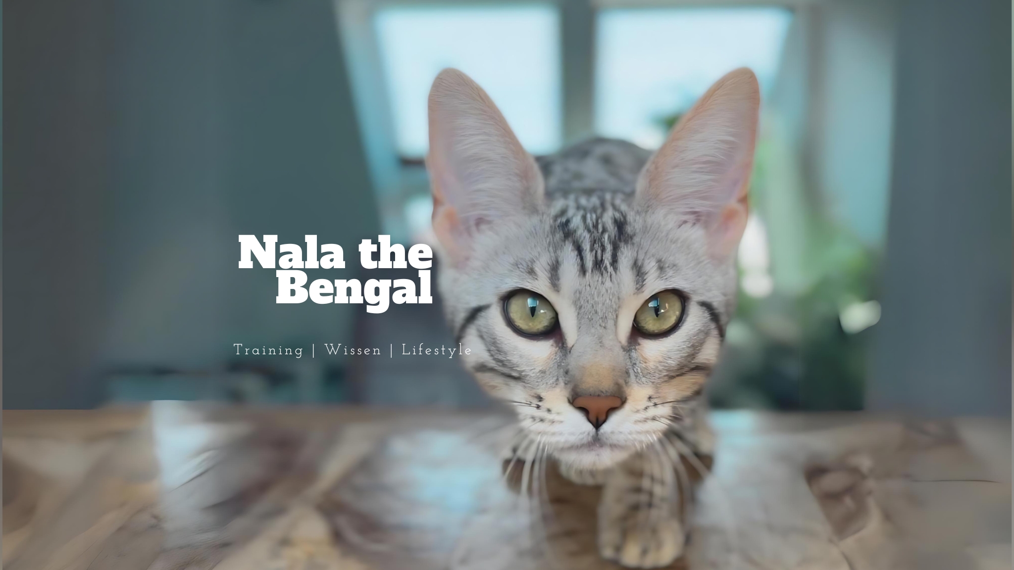 Nala the Bengal