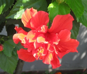 hibiscus