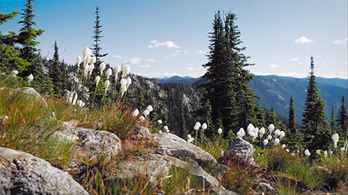 Paradise of Nature