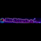 Blue nightradio