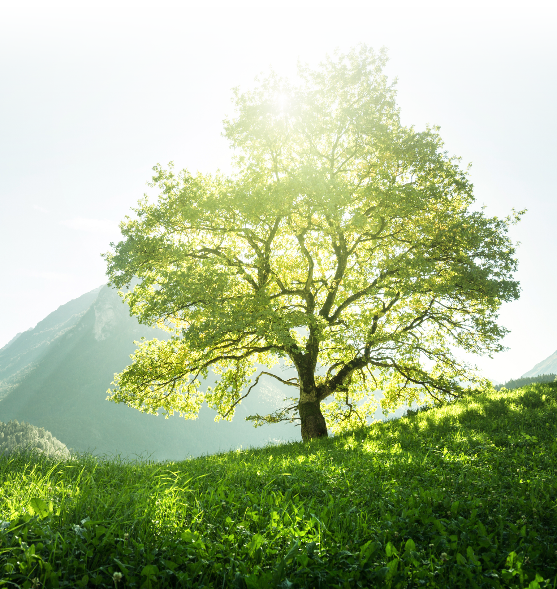Idyllic landscape in the Alps, tree, grass and mountains, Switzerland