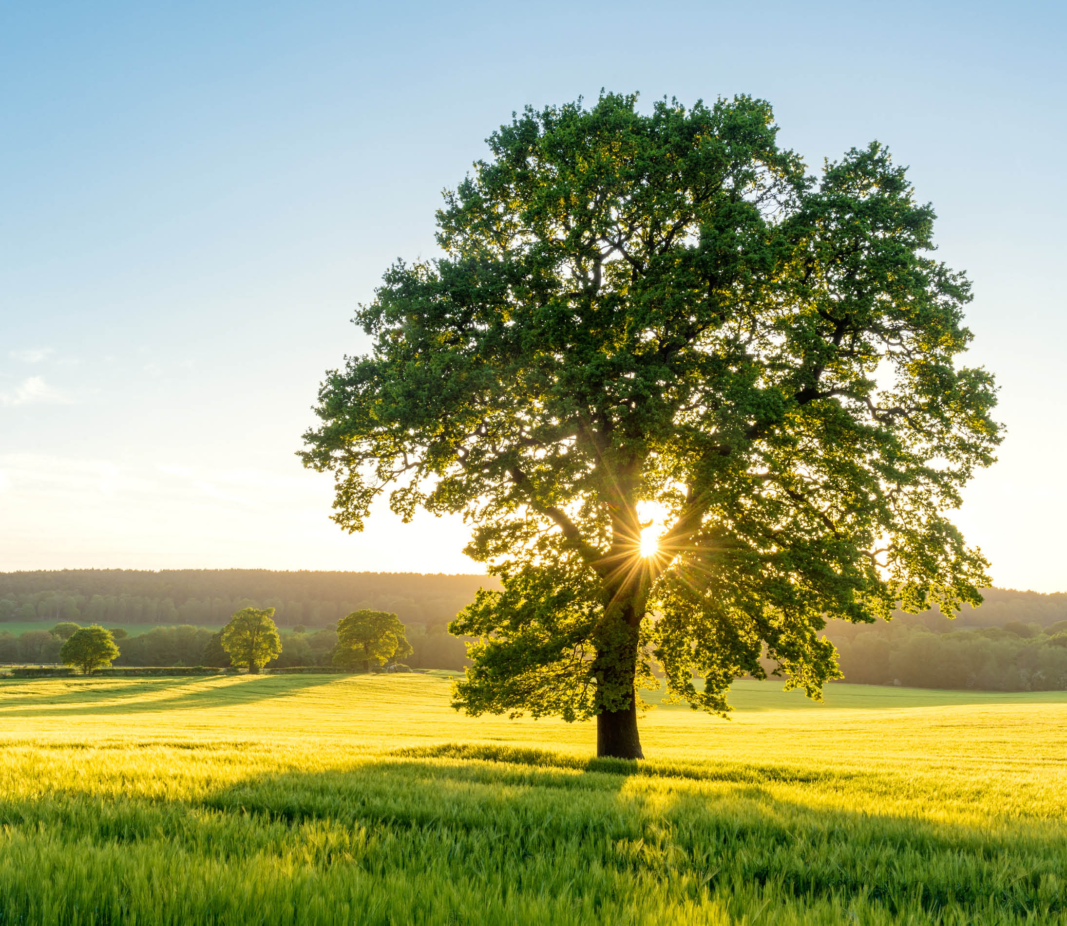 The sun bursts through a sycamore tree at sunset in a summer field in Staffordshire, England, UK 
