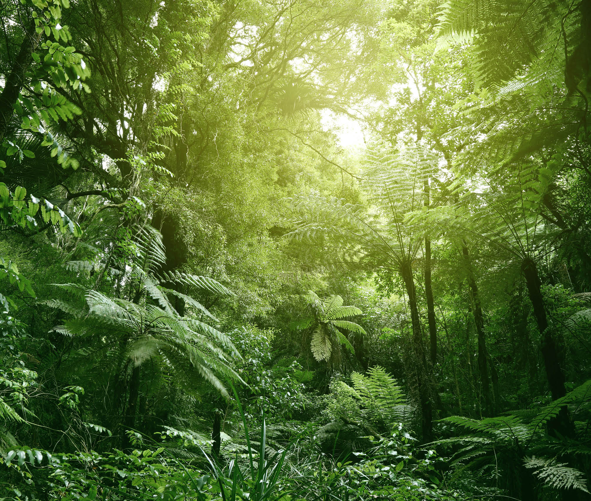 Sunlit tree canopy in tropical jungle