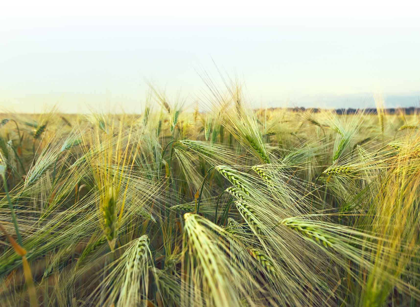 Field with agricultural crops in the summer at dawn 