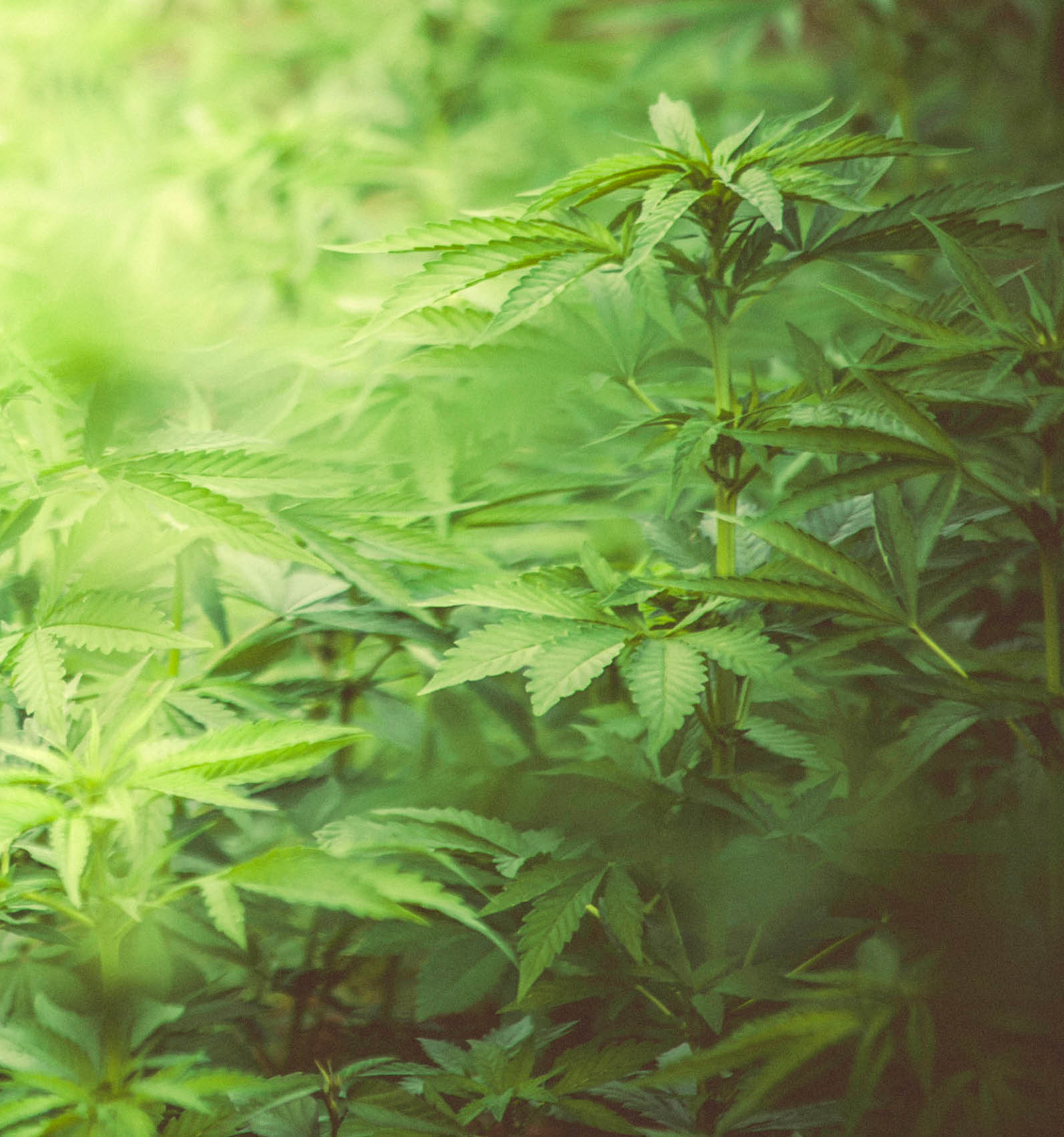 Cannabis field somewhere in Jamaica 