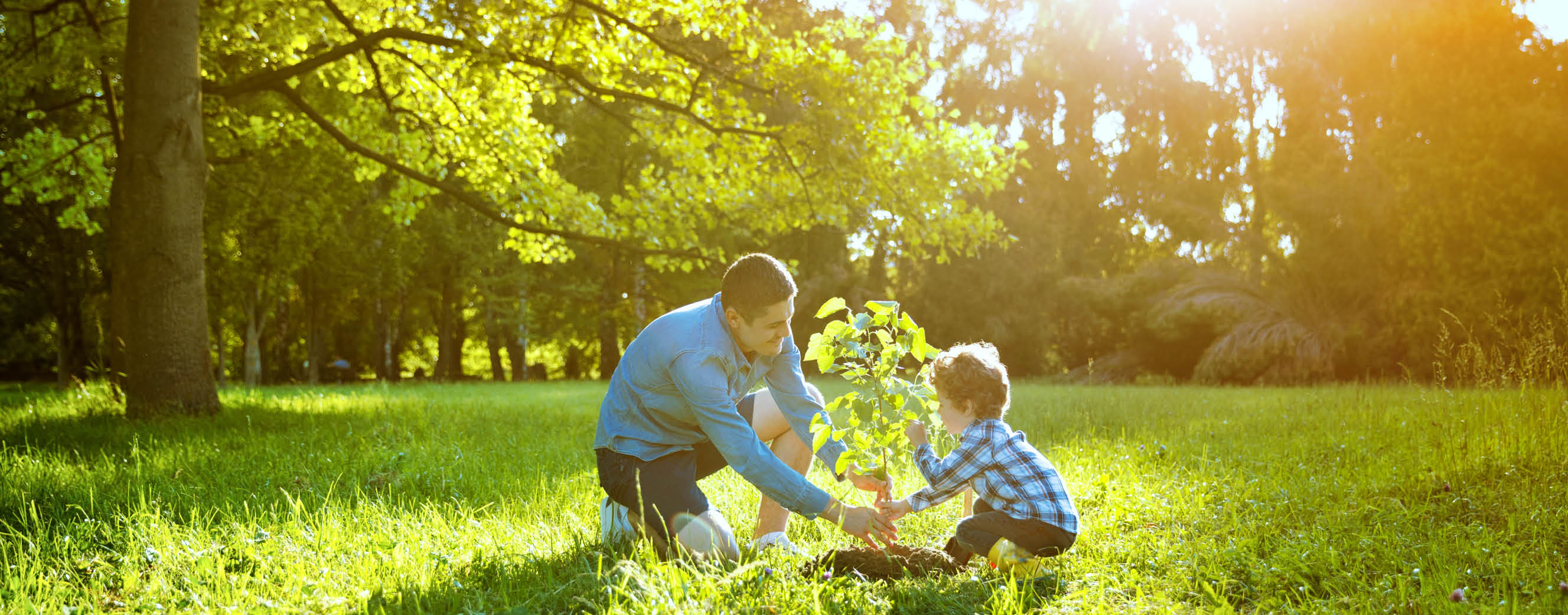 Side view of happy man with son planting tree on meadow in back lit 