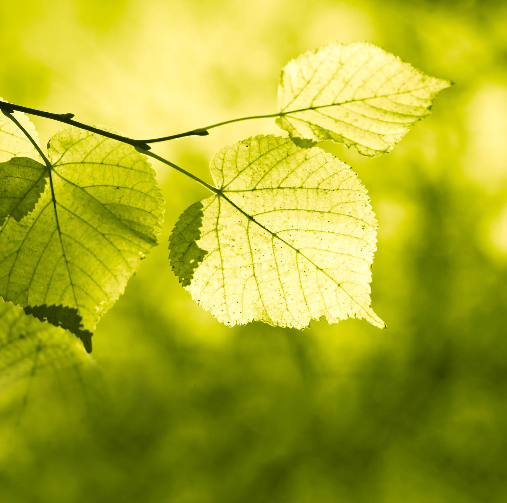 Green leaves in the woods 