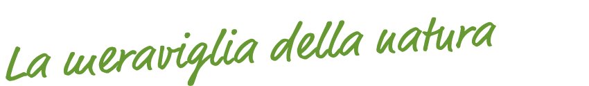La meraviglia della natura