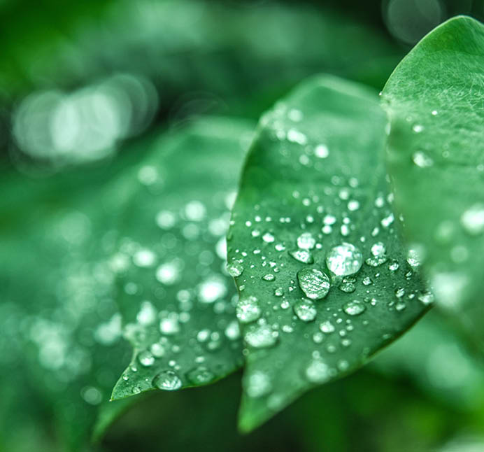 Fresh green grass with dew drops closeup  Nature Background