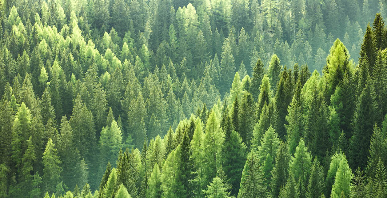Healthy green trees in a forest of old spruce, fir and pine trees in wilderness of a national park  Sustainable industry, ecosystem and healthy environment concepts and background 