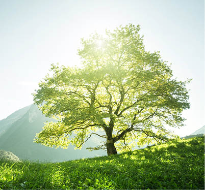 Idyllic landscape in the Alps, tree, grass and mountains, Switzerland