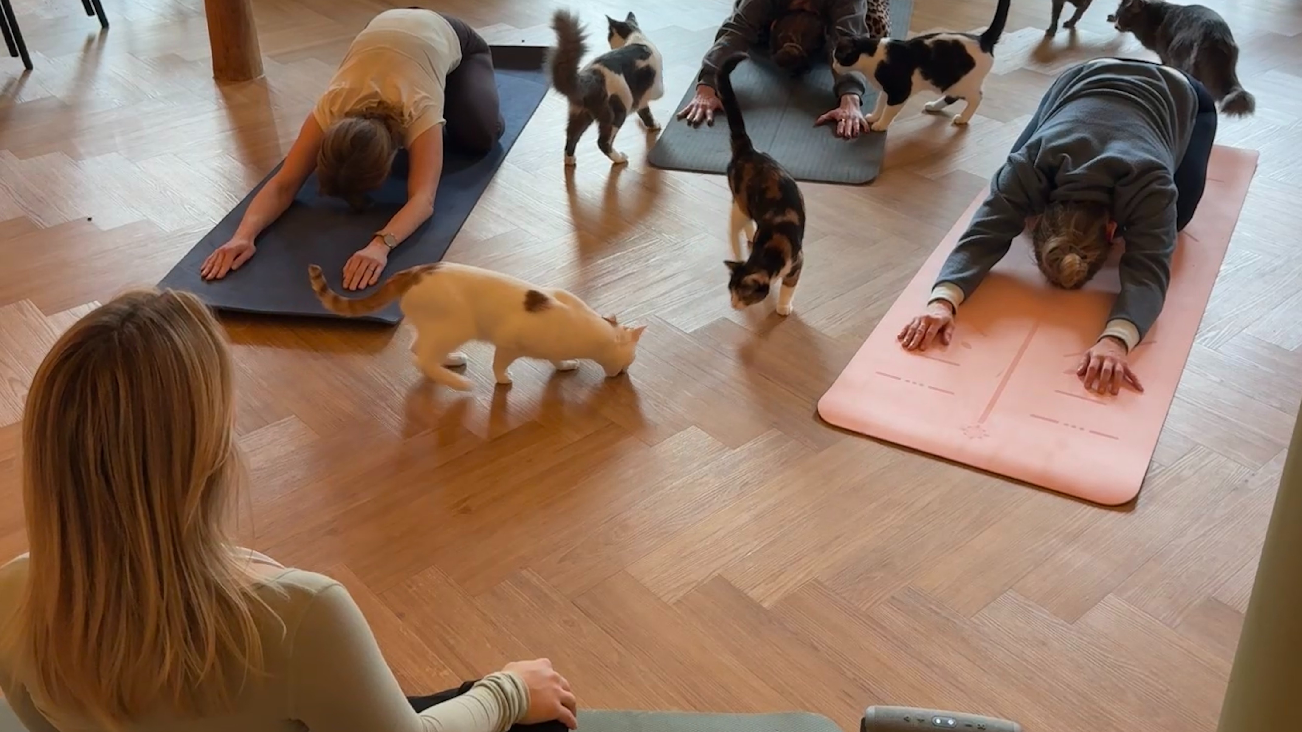 Yoga & Brunch