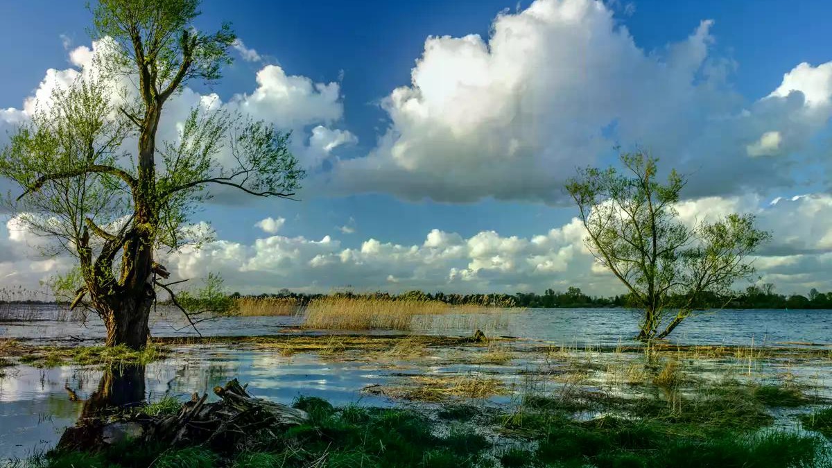 Wildes Wilhelmsburg: Rätselhafte Elbinsel