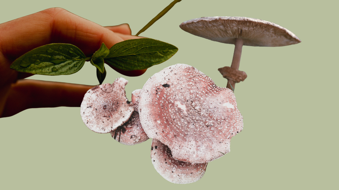 Mushroom Walk + Forest Bathing with Sebastian and Casa Rafaela