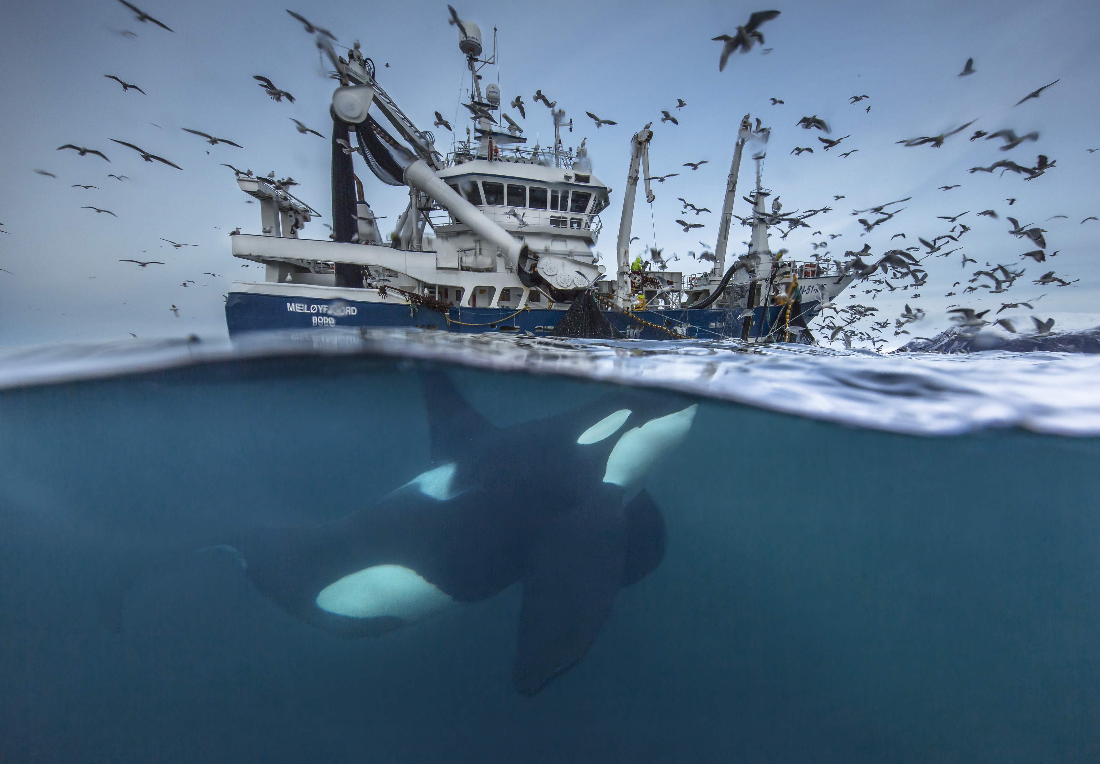Geteilter Fang (Splitting the catch), Copyright Audun Rikardsen / Wildlife Photographer of the Year