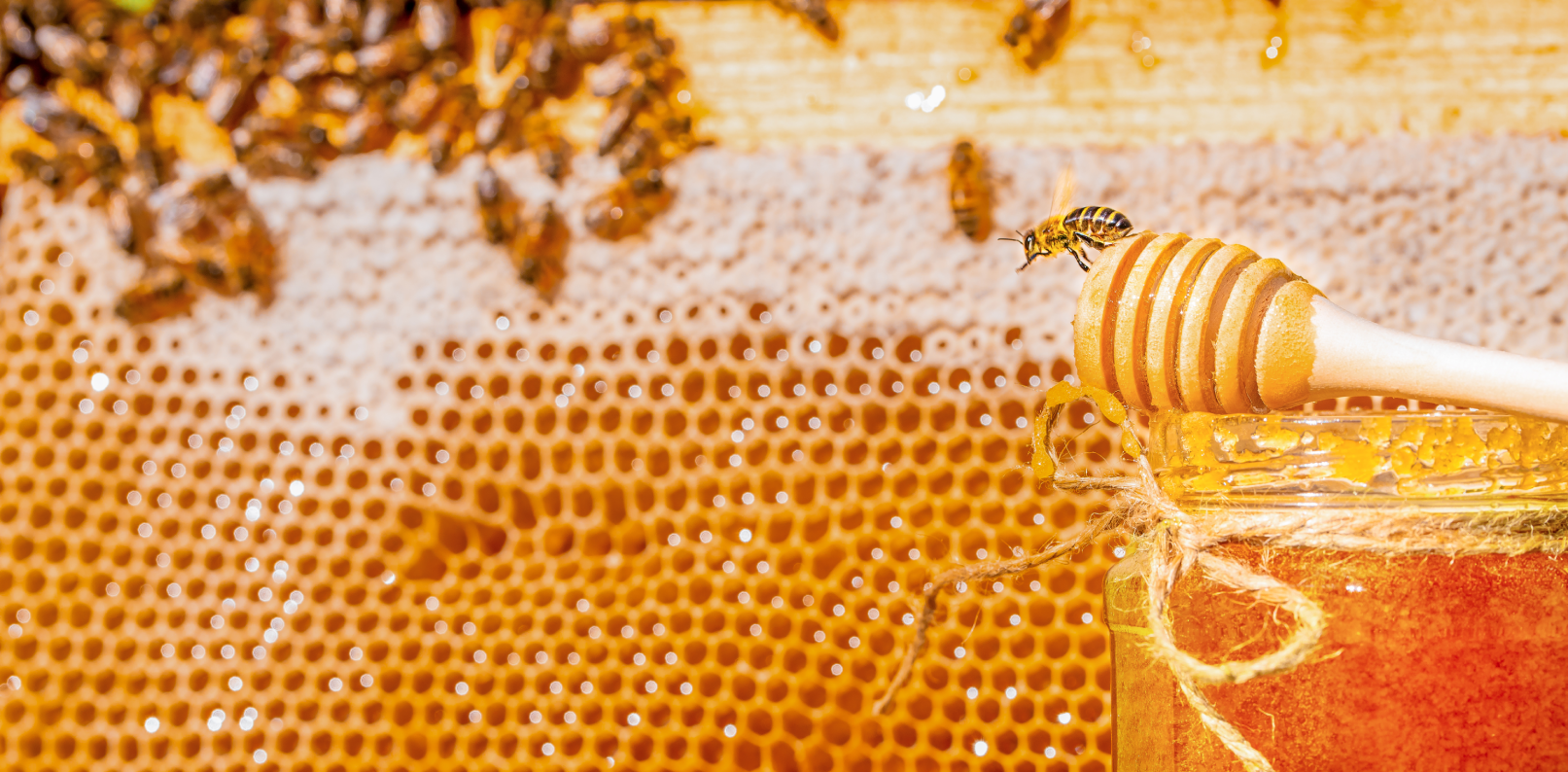 Ham Bal (Raw Honey) Nedir? Neden Market Balları Yerine Ham Bal Tüketmeliyiz?