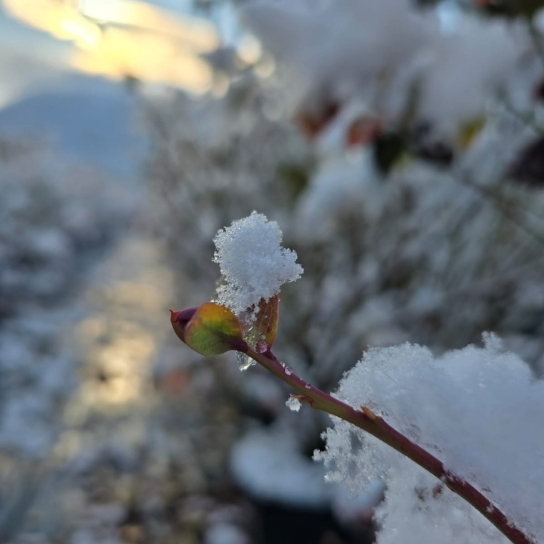 Yaban Mersini Ağacı Sahiplenme Deneyimi