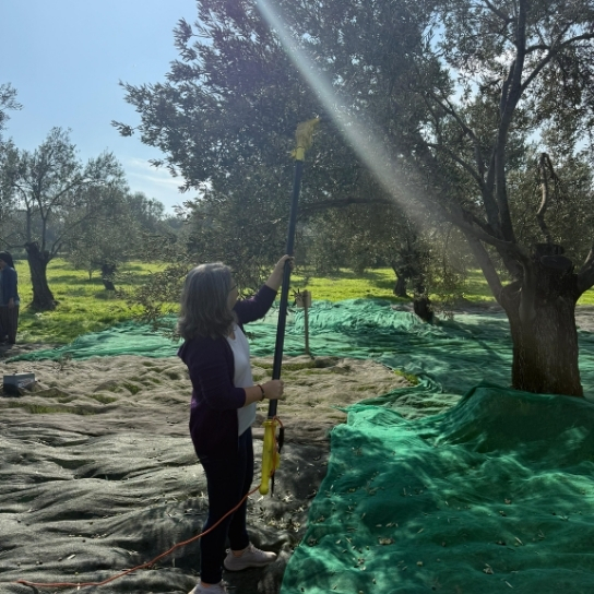 Ayvalık Zeytin Ağacı Sahiplenme Deneyimi