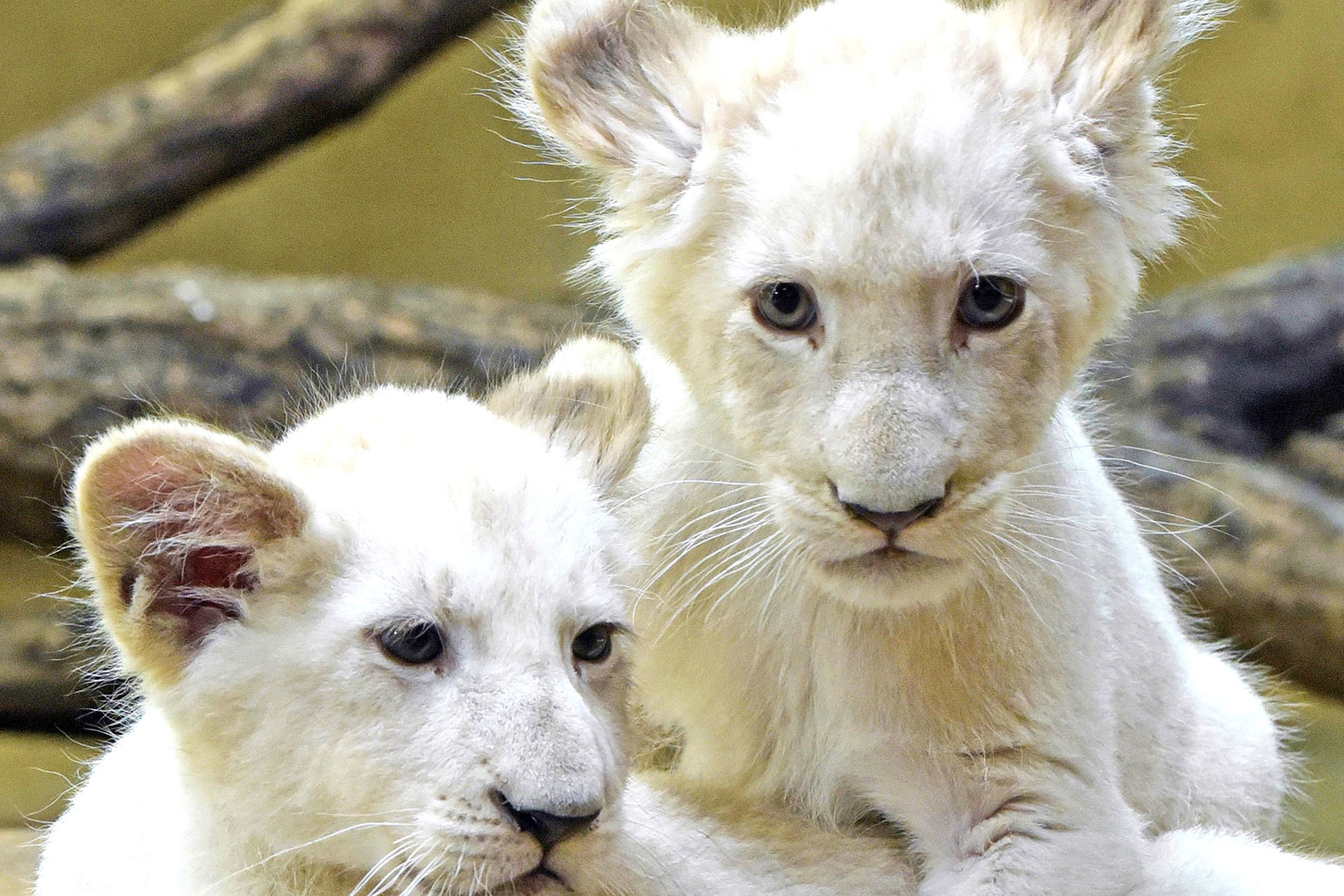 Loburg Umgebung Zoo Magdeburg