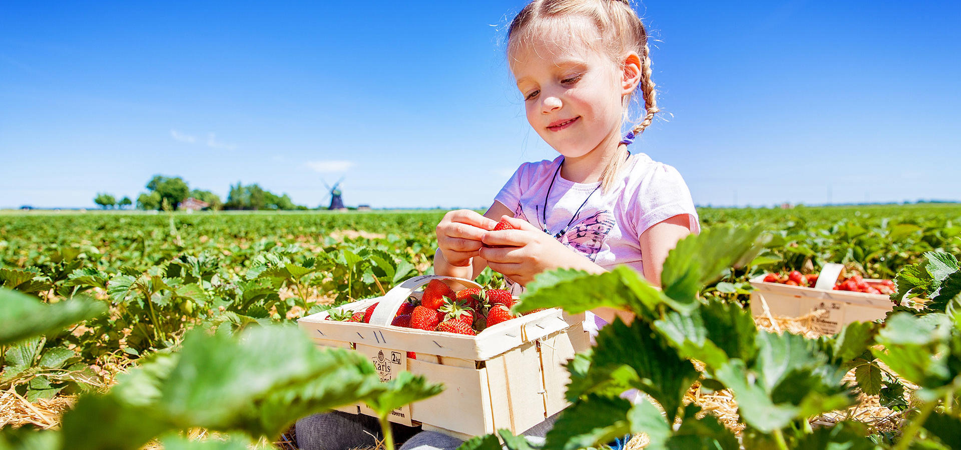 erdbeeren_selber_pfluecken_roev_5_88432142.jpg