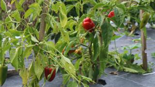 Chili Chili von Biohof Wiesent in Hutthurm