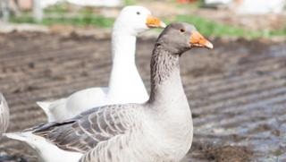 Gänsefleisch Gänsefleisch von Biohof "Beim Schuster" in Kirchberg im Wald