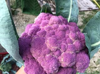 Blumenkohl lila von Biohof Wiesent in Hutthurm