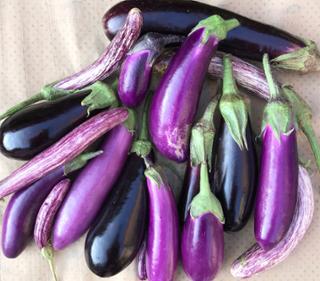 Auberginen Aubergine von Biohof Wiesent in Hutthurm
