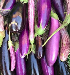 Auberginen Aubergine von Biohof Wiesent in Hutthurm