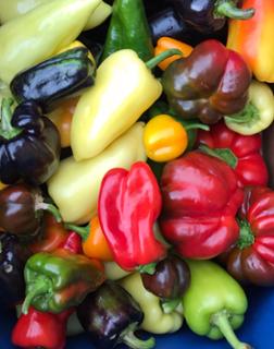 Paprika Paprika von Biohof Wiesent in Hutthurm