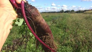 Rote Beetegeist Rote Bete-Geist von Manuel Engel Naturbrennerei in Schönau