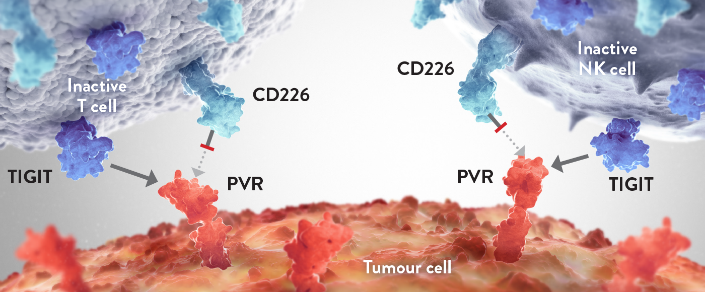 TIGIT tumour cell