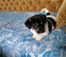 Dovanoju kalyte, 6 savaičių, baltai juoda, meili, žaisminga.Panavezio r., Miežiškiai, Tel 865099179.Jei imsite galima atvežti.-0
