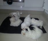 Brangieji šuniukai Maltiečių Bichon-0