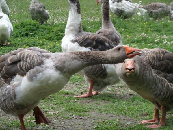 Parduodu ivairius vandens paukscius, bei ju skerdiena.-0