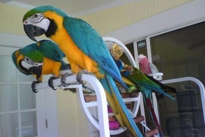 Taktiškas Macaw papūgos-0