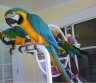 Taktiškas Macaw papūgos-0