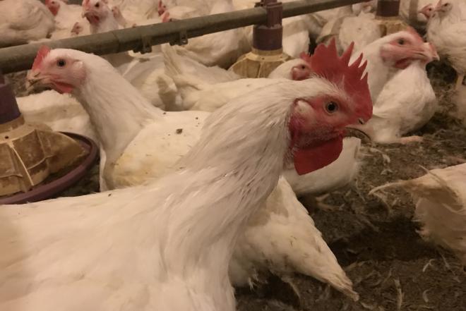 Mėsiniai viščiukai broileriai-0