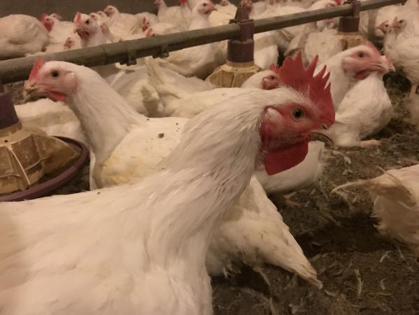 Mėsiniai viščiukai broileriai-0