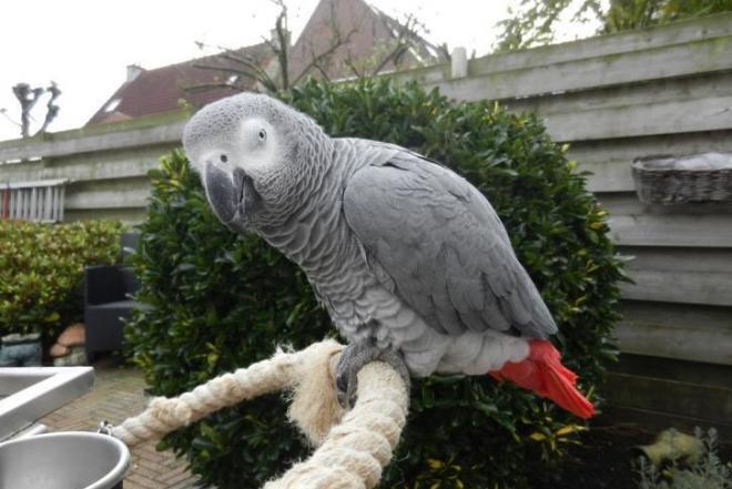 Afrikos pilka papūga-0
