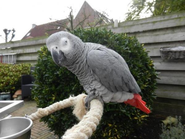 Afrikos pilka papūga-0
