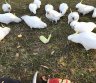 cockatiel arba cockatoo papūgos-0