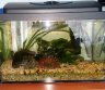 Parduodu 40 ltr akvariuma-0