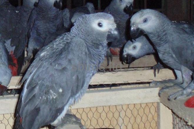 Kalbėdamas Afrikos pilkųjų papūgos-0