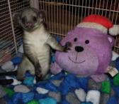 Kinkajou tvirtinimui-0