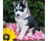 Mėlynos akys Sibiro husky šuniukai-0