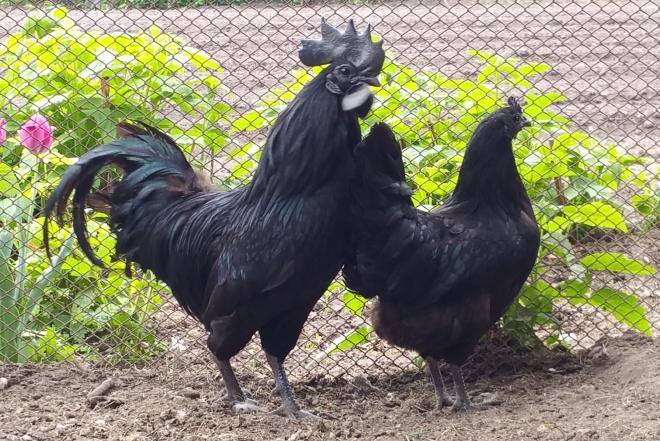 Ayam cemani vistos.-0