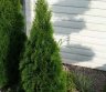 Thuja Smaragd-0