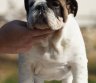 English Bulldog puppies with FCI Pedigree-0